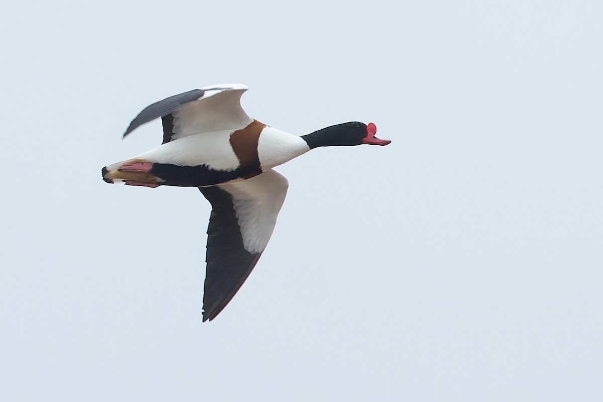 Common Shelduck - ML632894873
