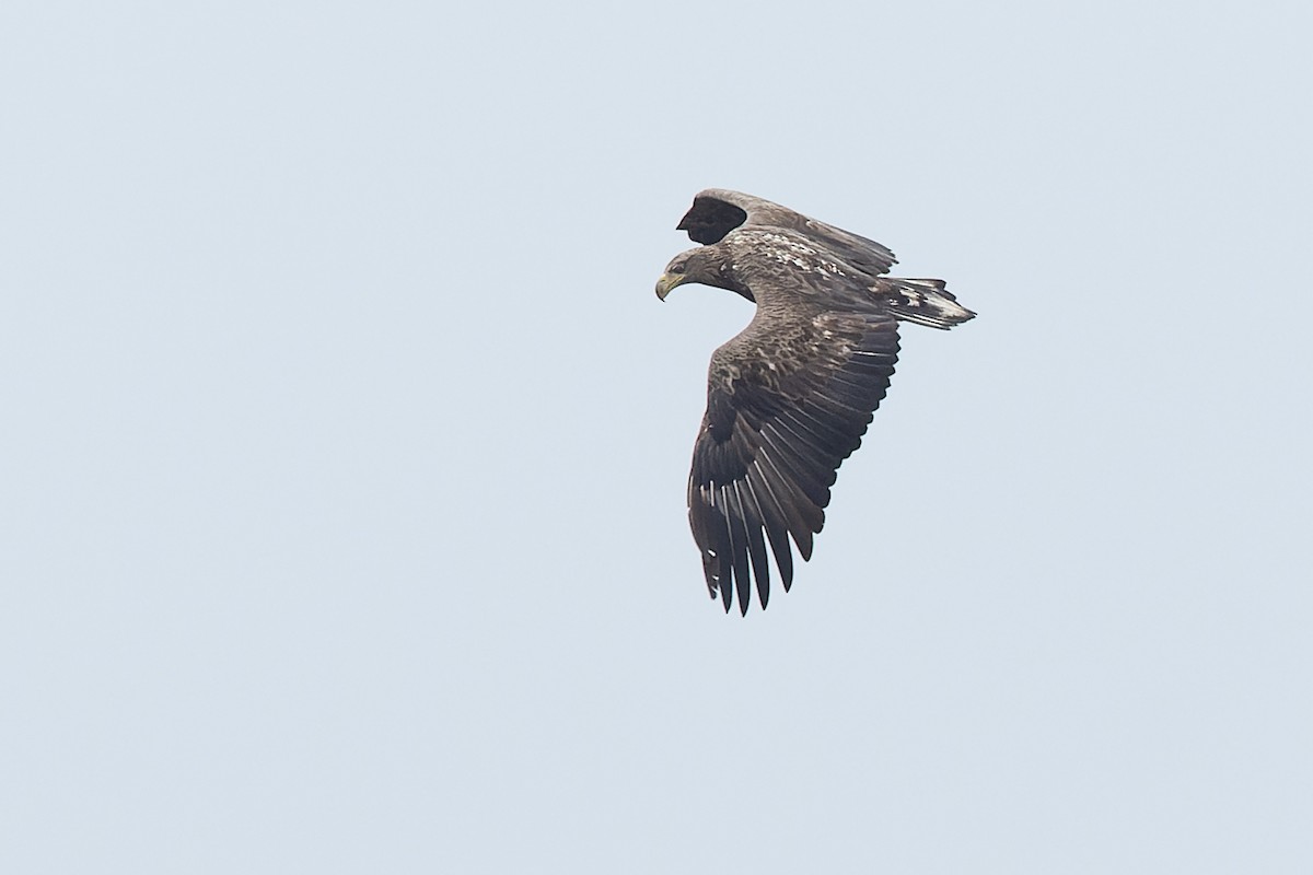 White-tailed Eagle - ML632894878