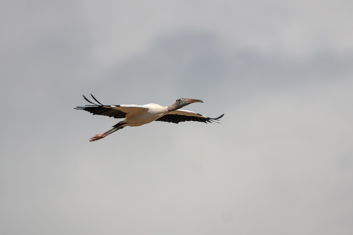 Wood Stork - ML632894902