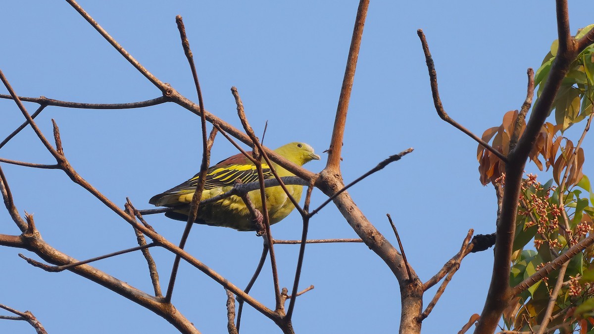 Andaman Green-Pigeon - ML632895002