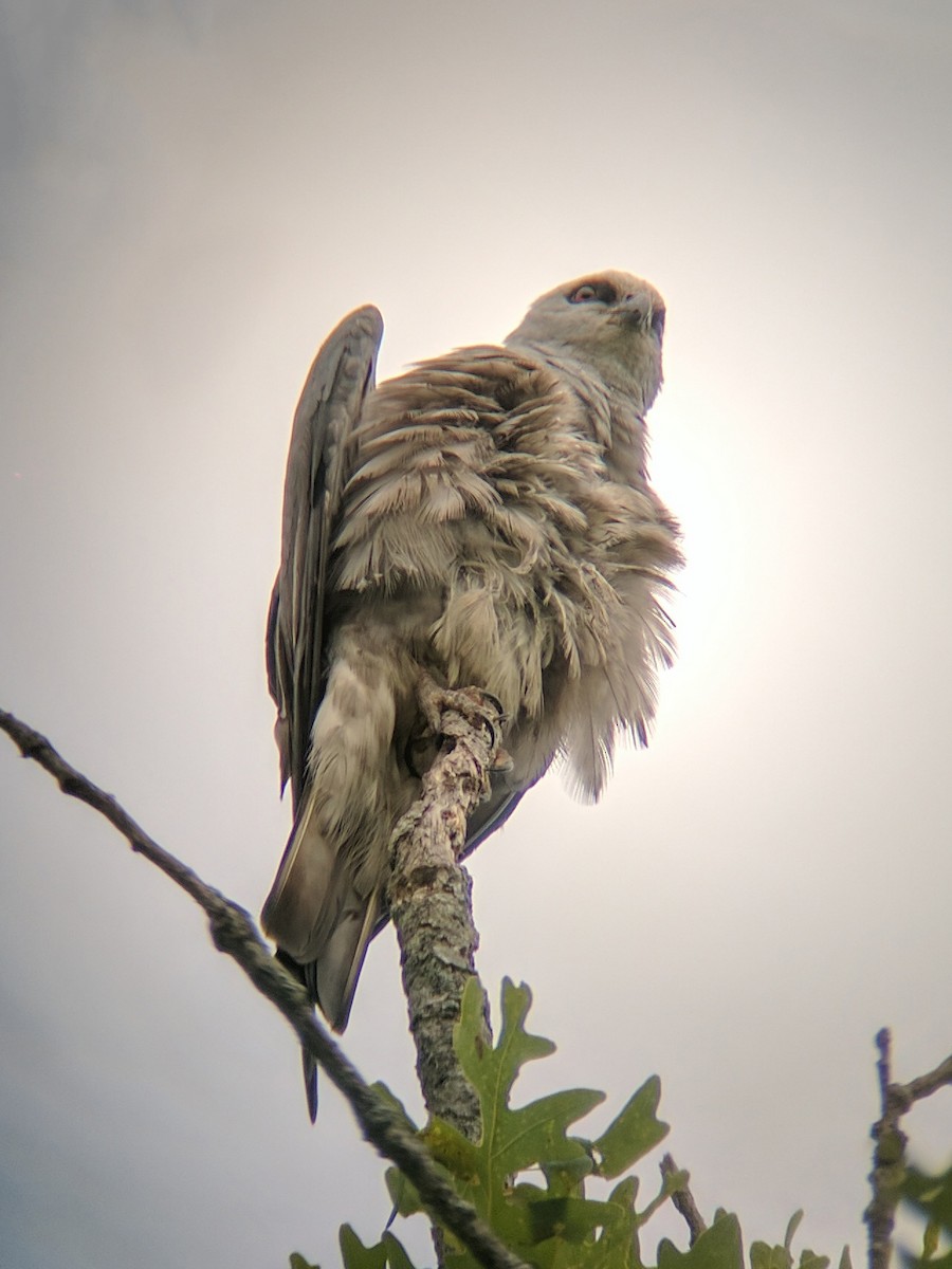 Mississippi Kite - ML63289501