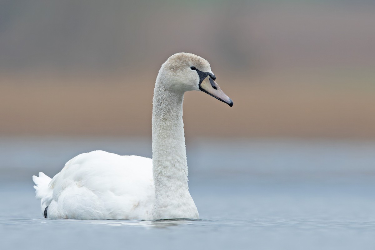 Mute Swan - ML632895035