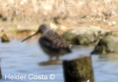 Хараалжин цууцил - ML632895125