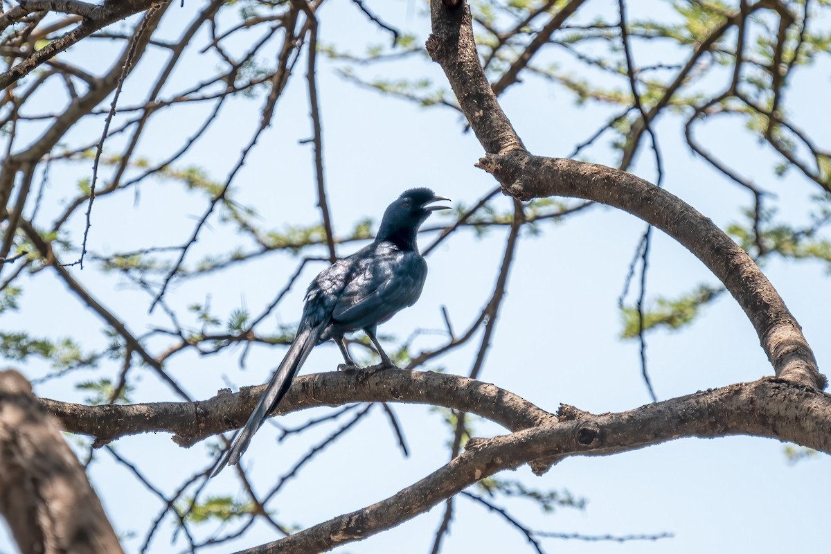 Bristle-crowned Starling - ML632895192