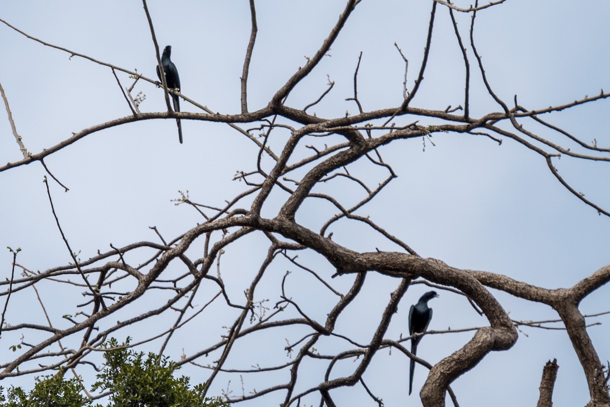 Bristle-crowned Starling - ML632895193