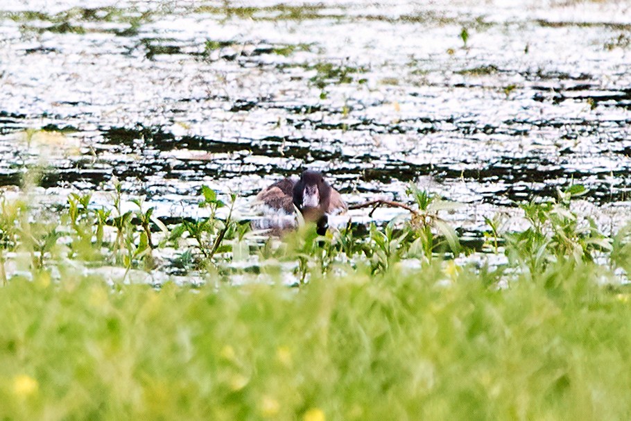 Black-headed Duck - ML632895274