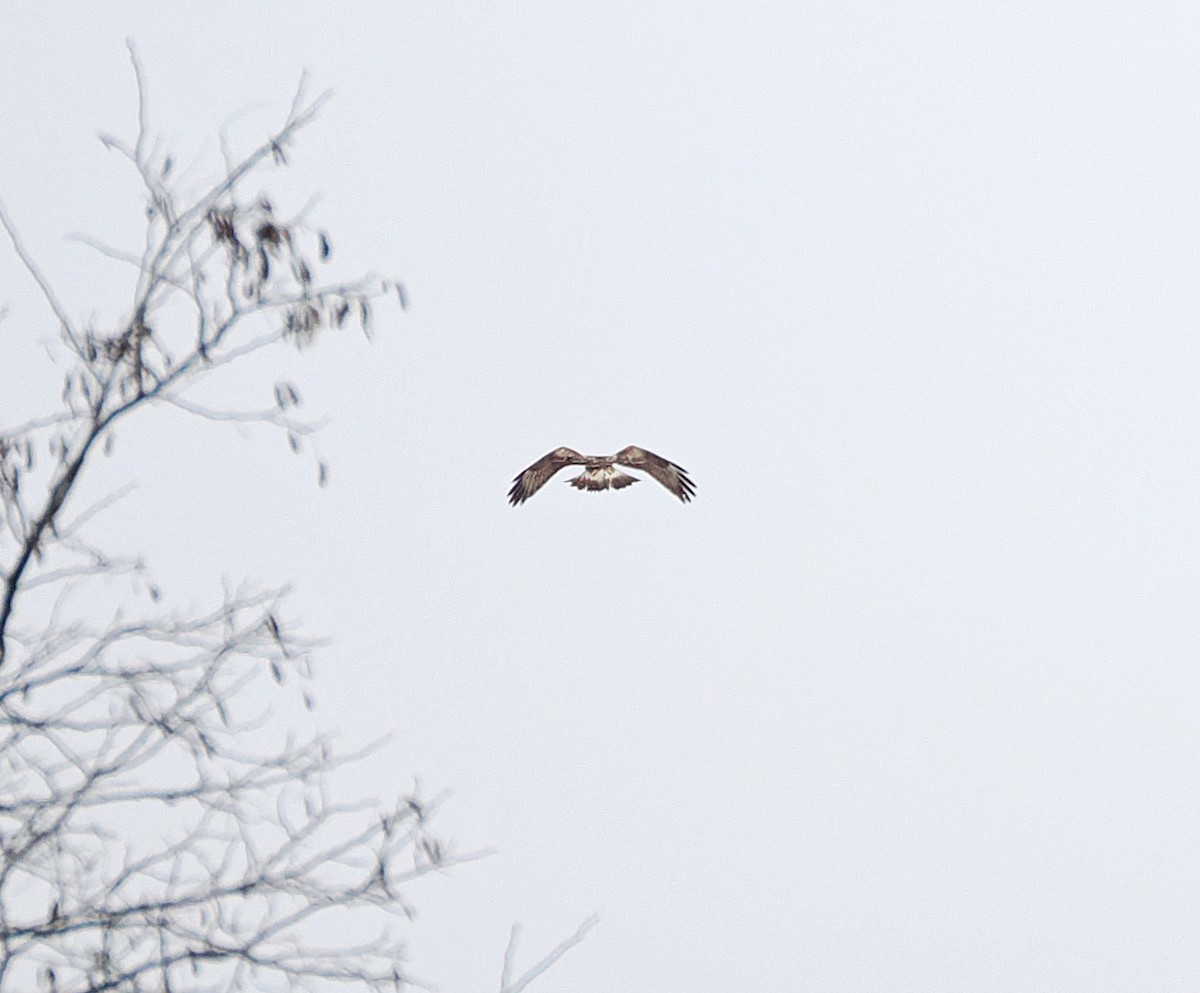 Зимняк - ML632895294