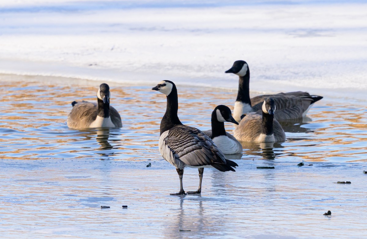 Branta musuzuria - ML632895480