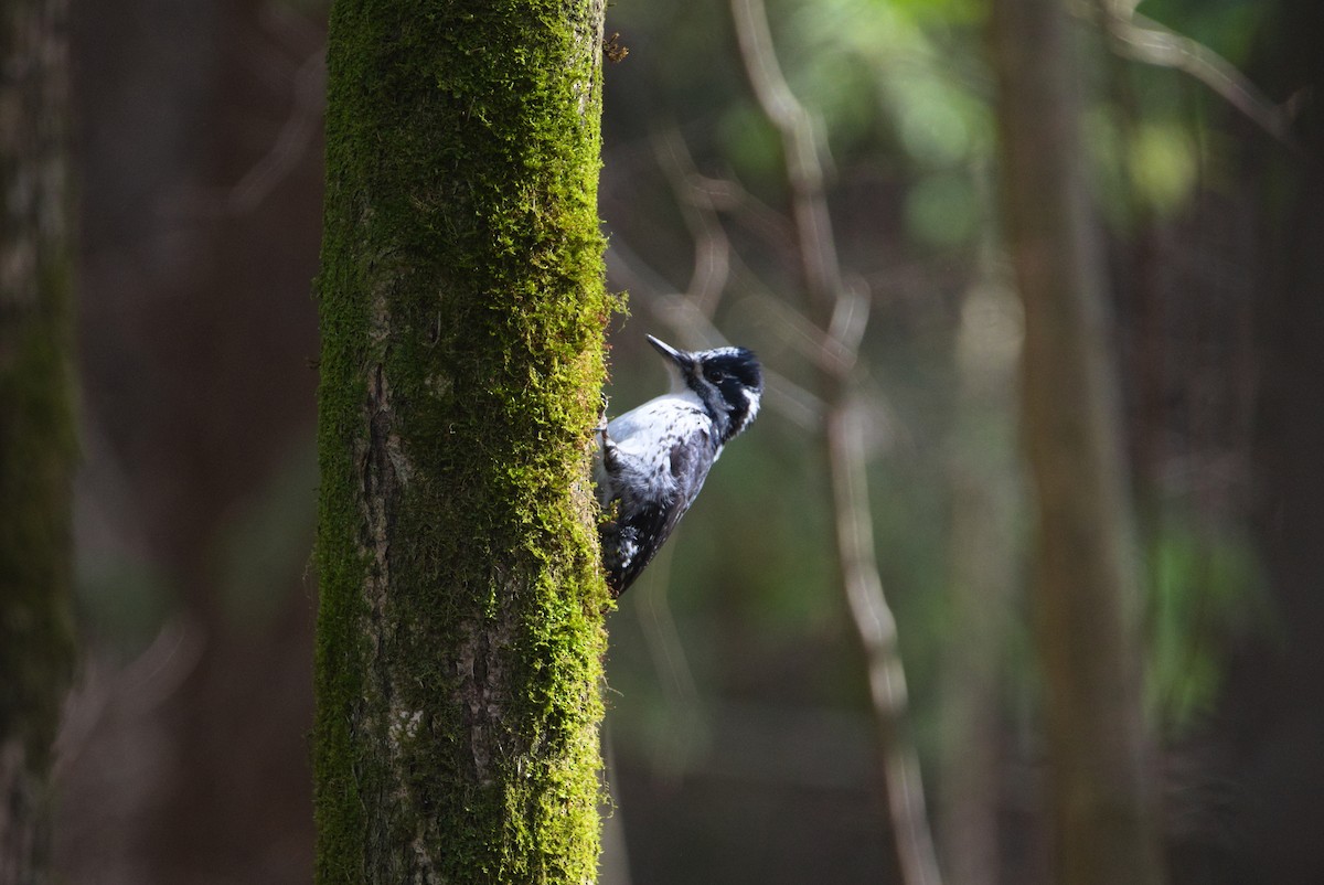 Eurasian Three-toed Woodpecker - ML632895502