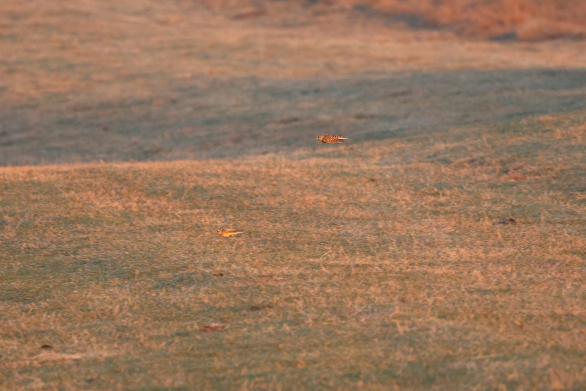 Eurasian Skylark - ML632895504