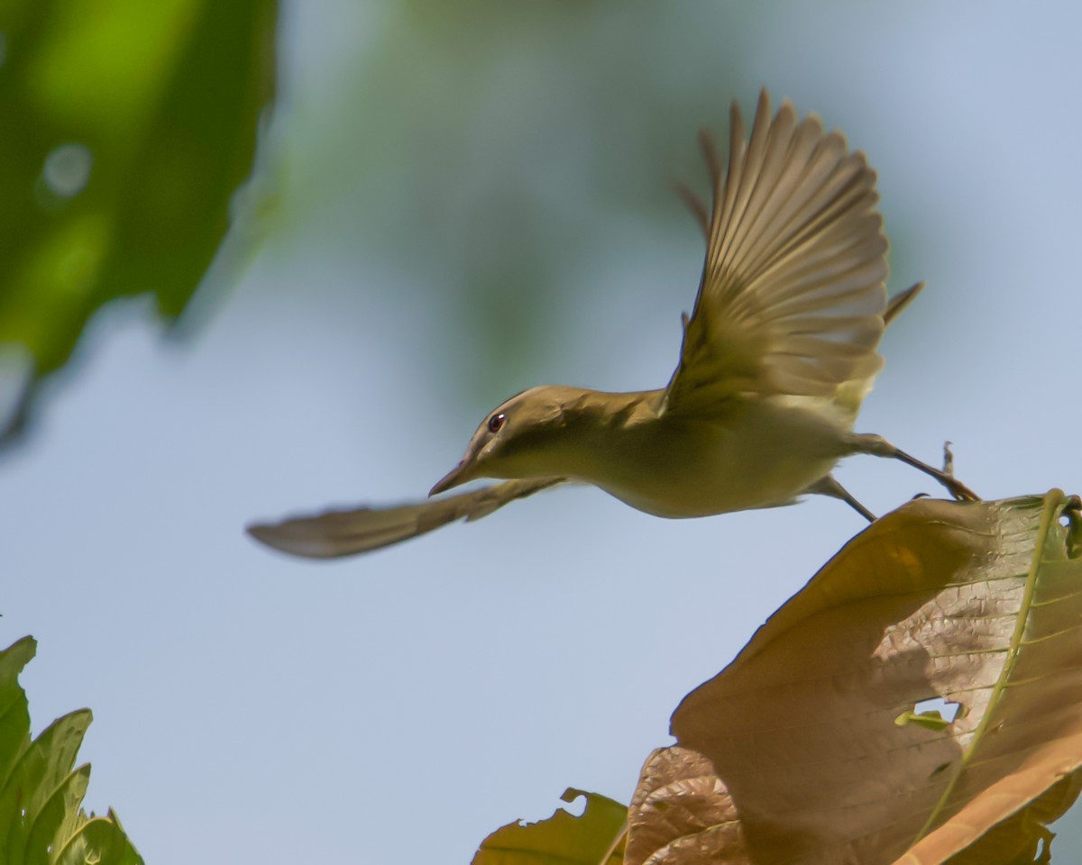 Kızıl Gözlü Vireo - ML632895627