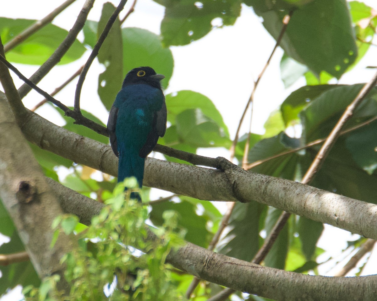 Mor Trogon - ML632895637