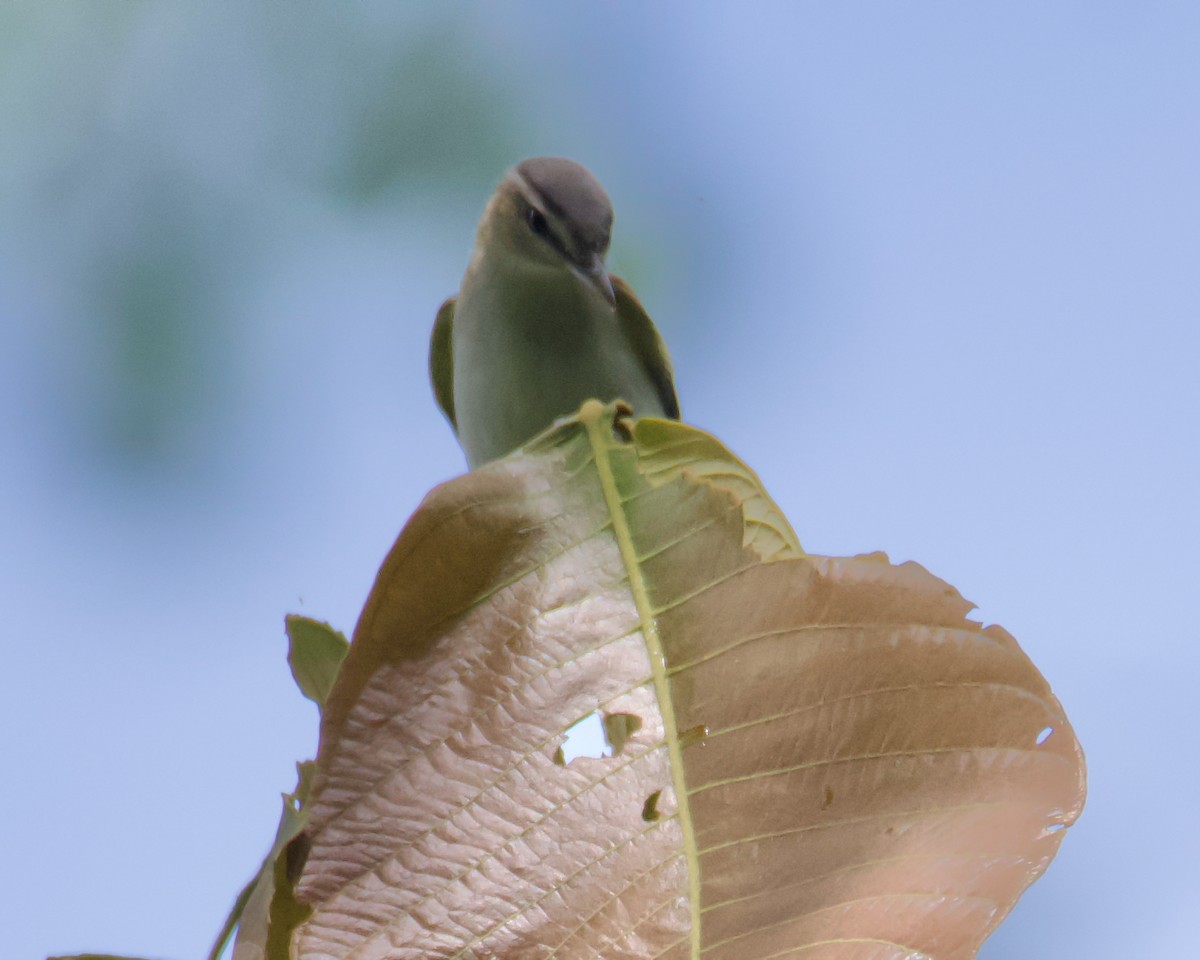 Kızıl Gözlü Vireo - ML632895669