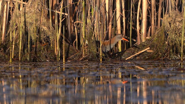 Water Rail - ML632895687