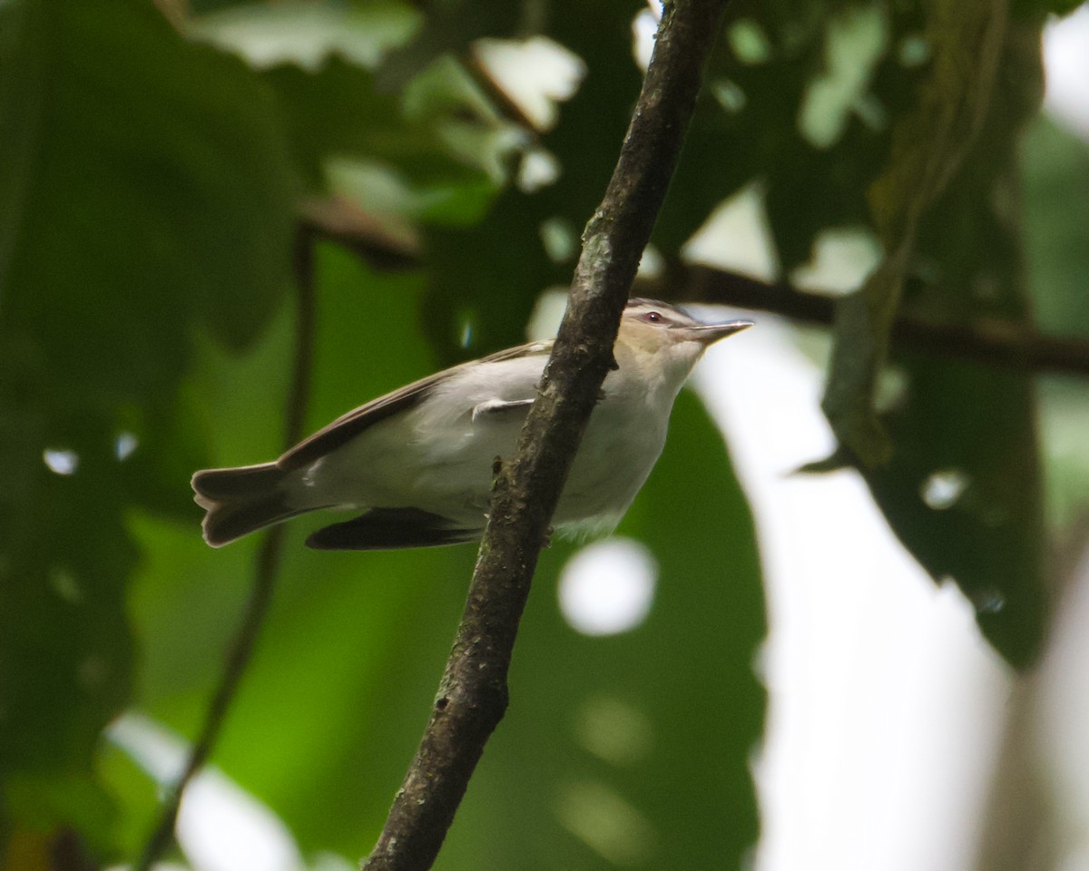 Kızıl Gözlü Vireo - ML632895698