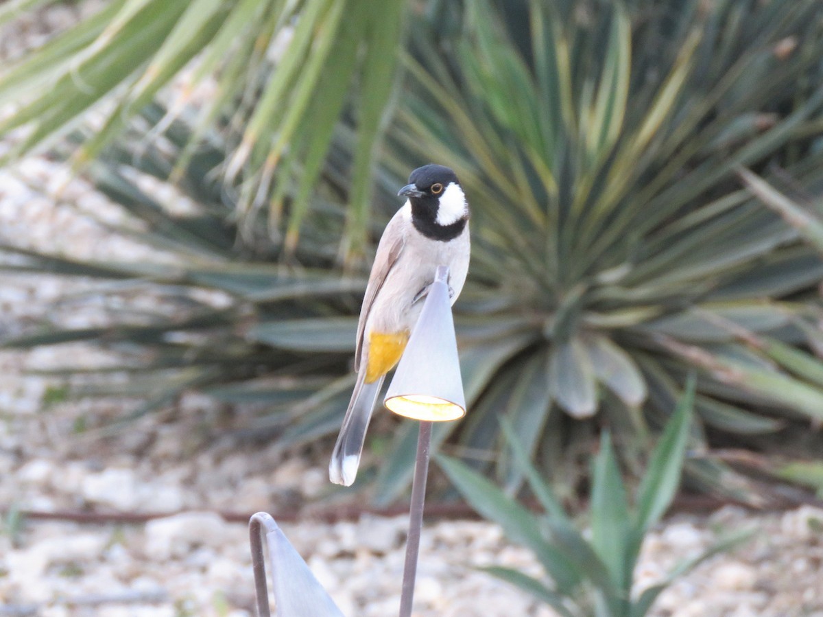 White-eared Bulbul - ML632895701