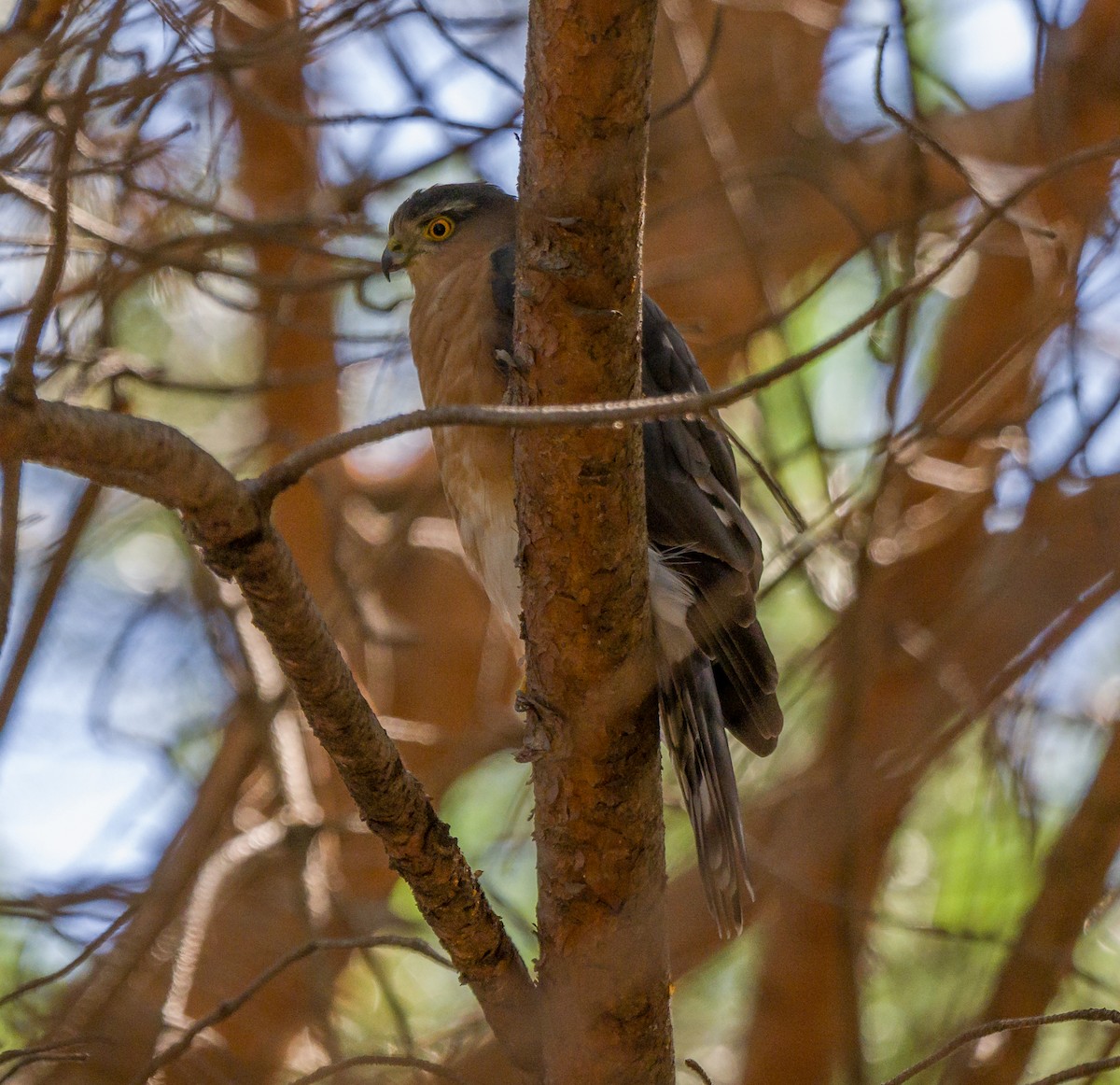 Rufous-breasted Sparrowhawk - ML632895865