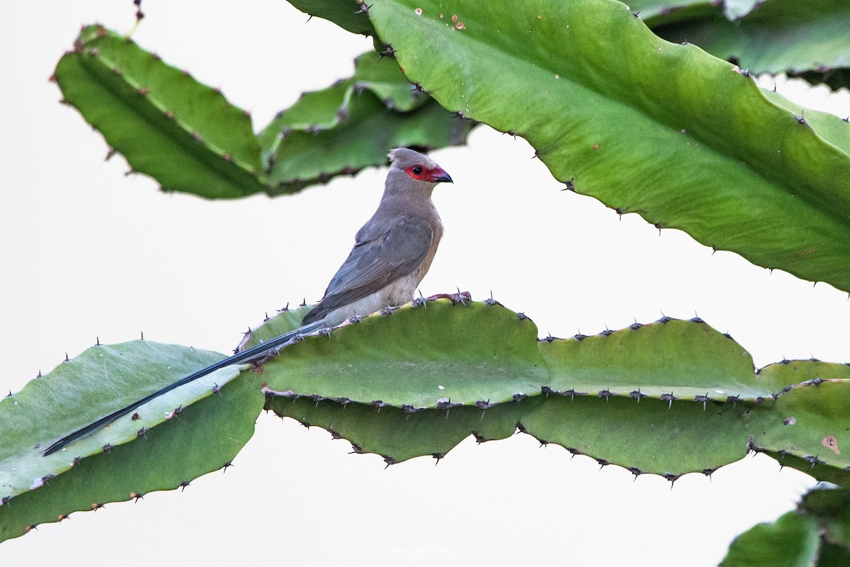 Red-faced Mousebird - ML632895871
