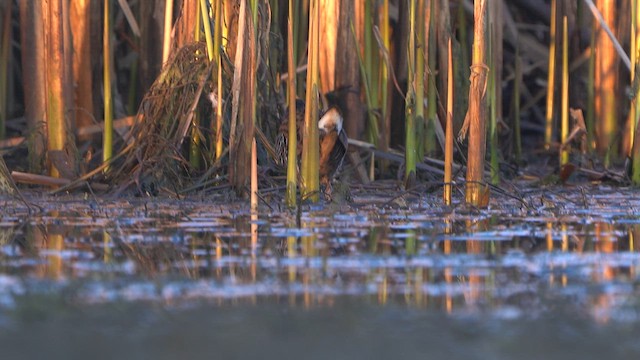 Water Rail - ML632895941