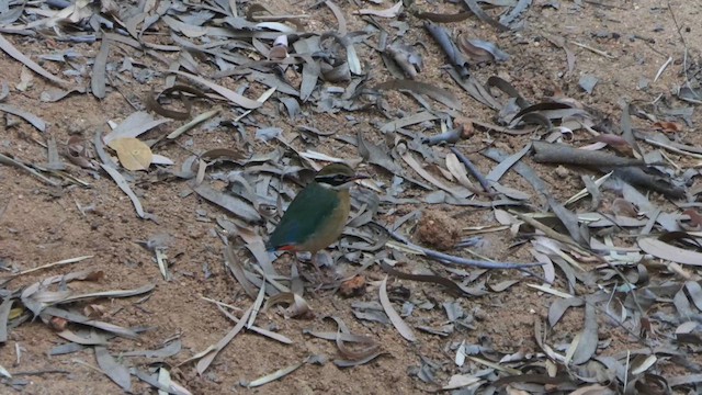 Bengalenpitta - ML632895957