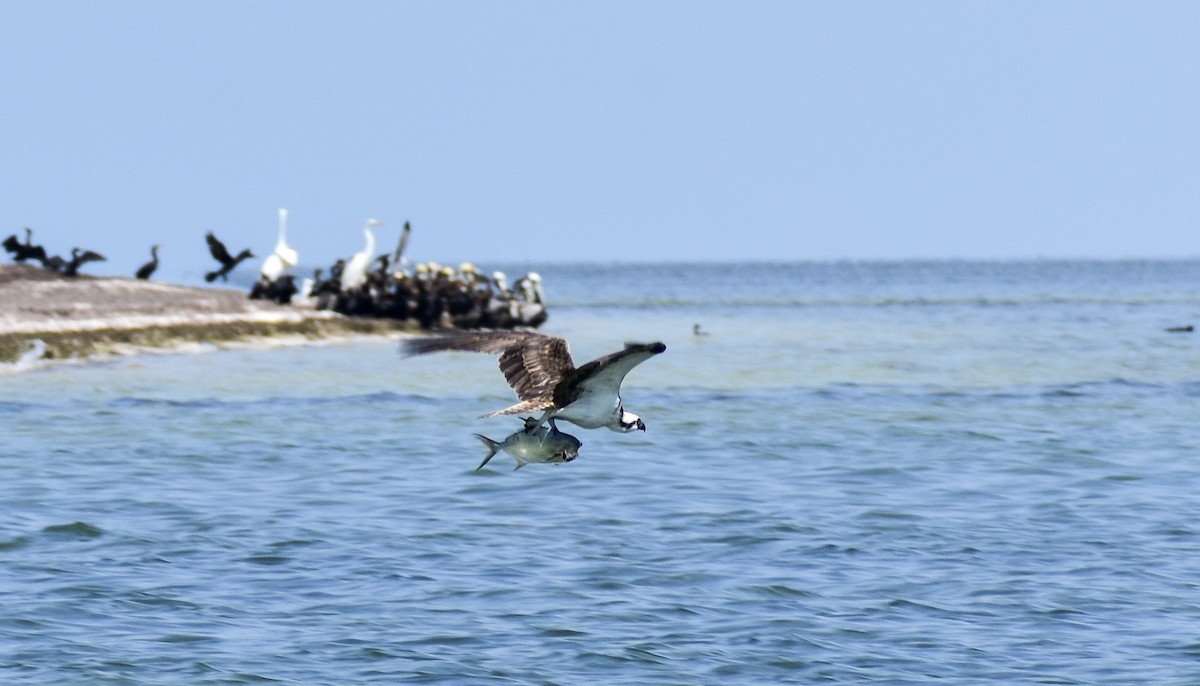 Águila Pescadora - ML632895960