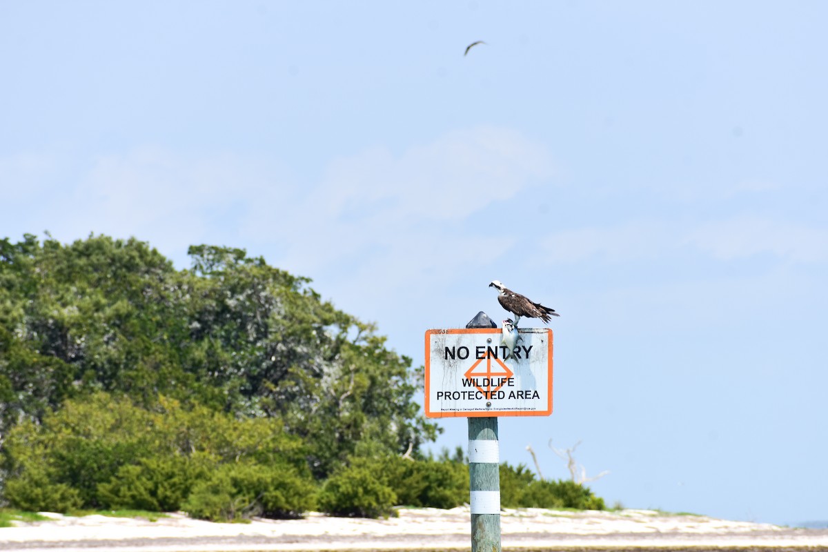 Águila Pescadora - ML632895961