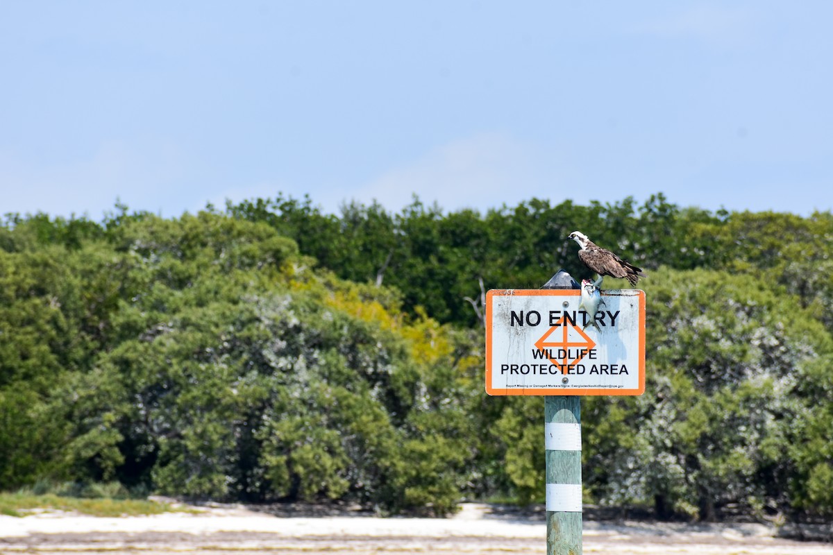 Águila Pescadora - ML632895962