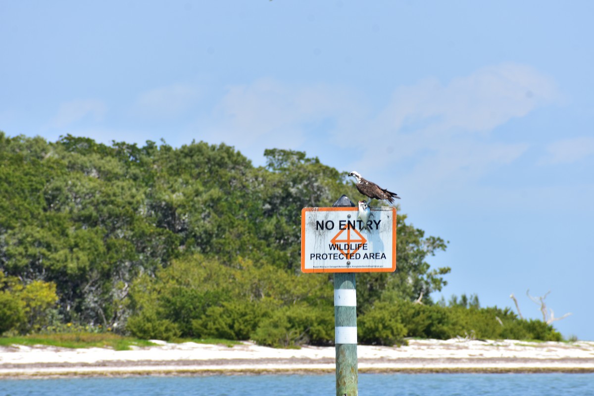 Águila Pescadora - ML632895963