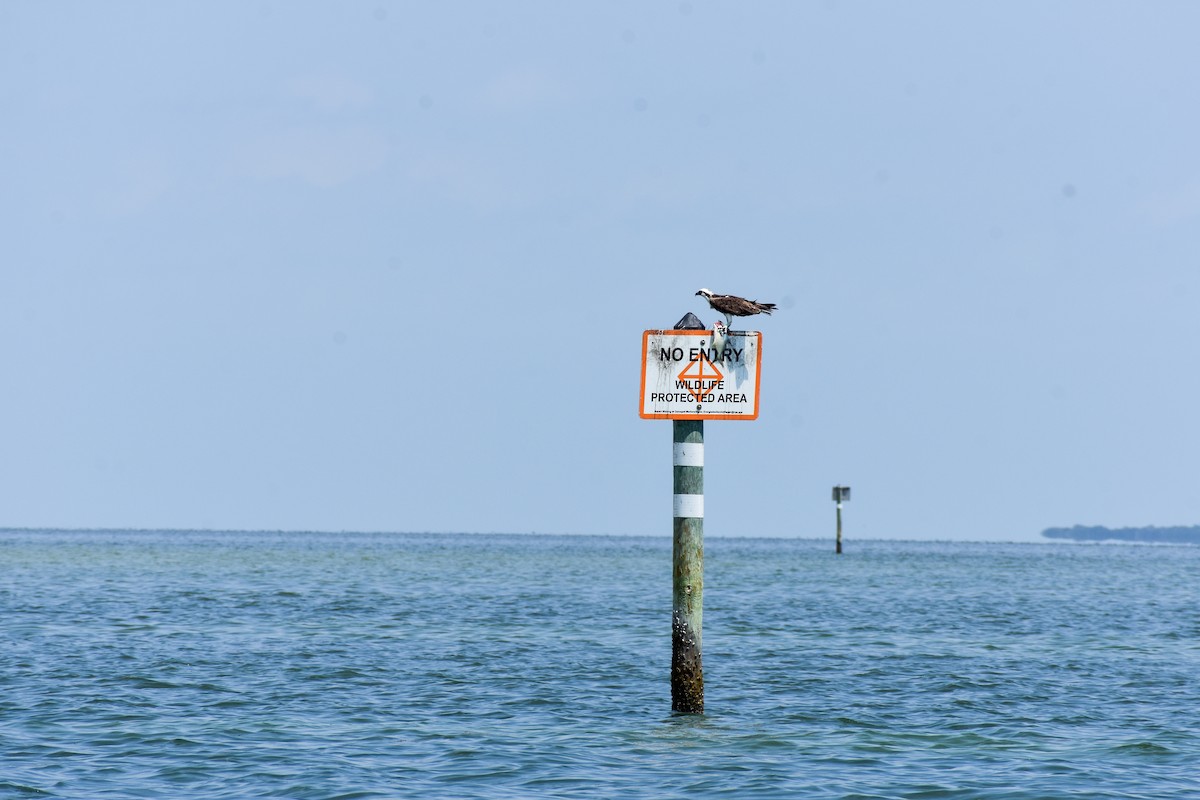 Águila Pescadora - ML632895964