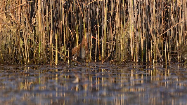 Water Rail - ML632895965