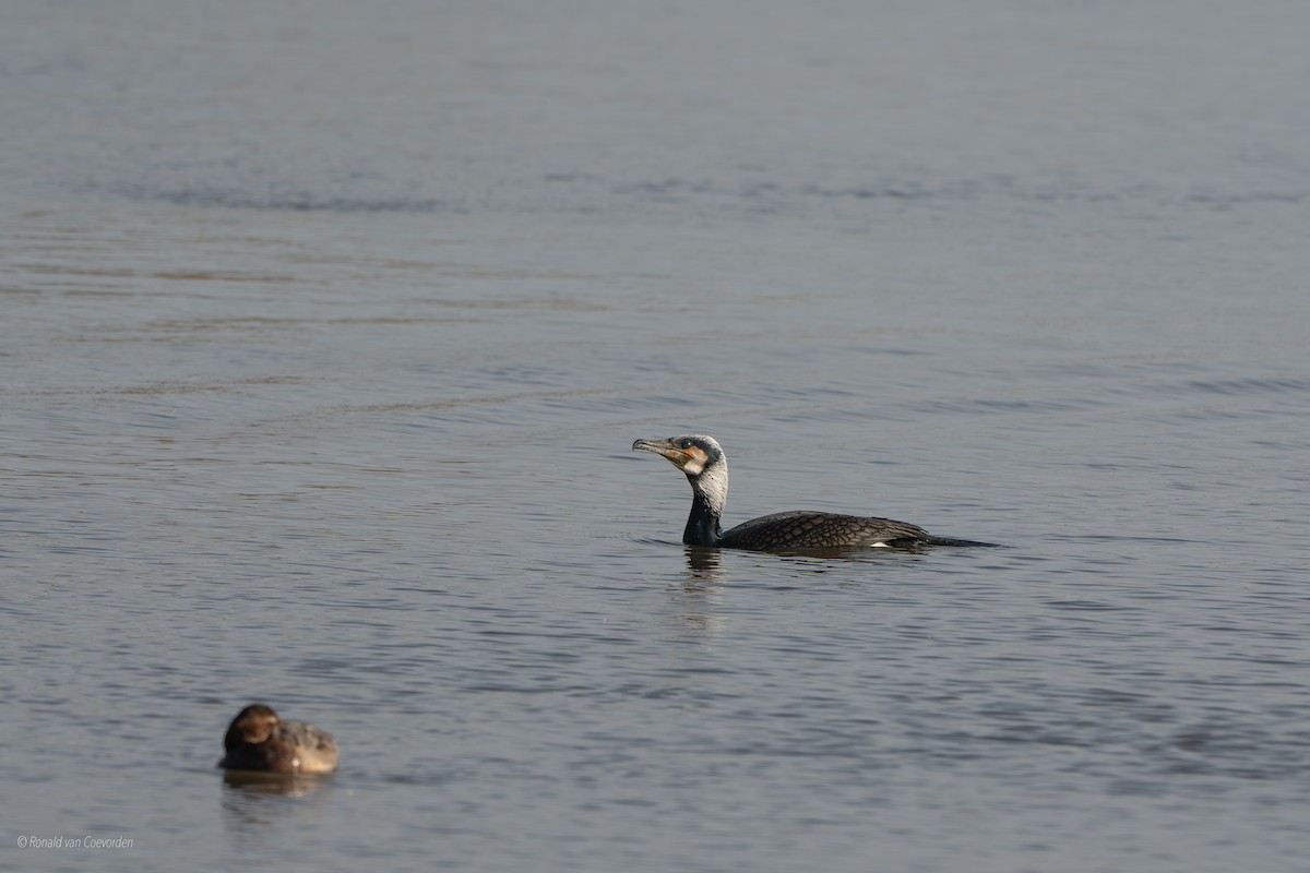 Cormorán Grande - ML632895976
