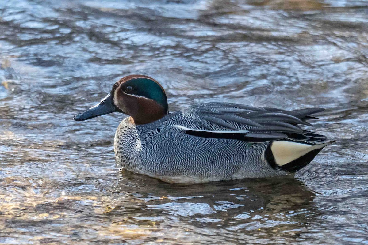 Green-winged Teal (Eurasian) - ML632896000