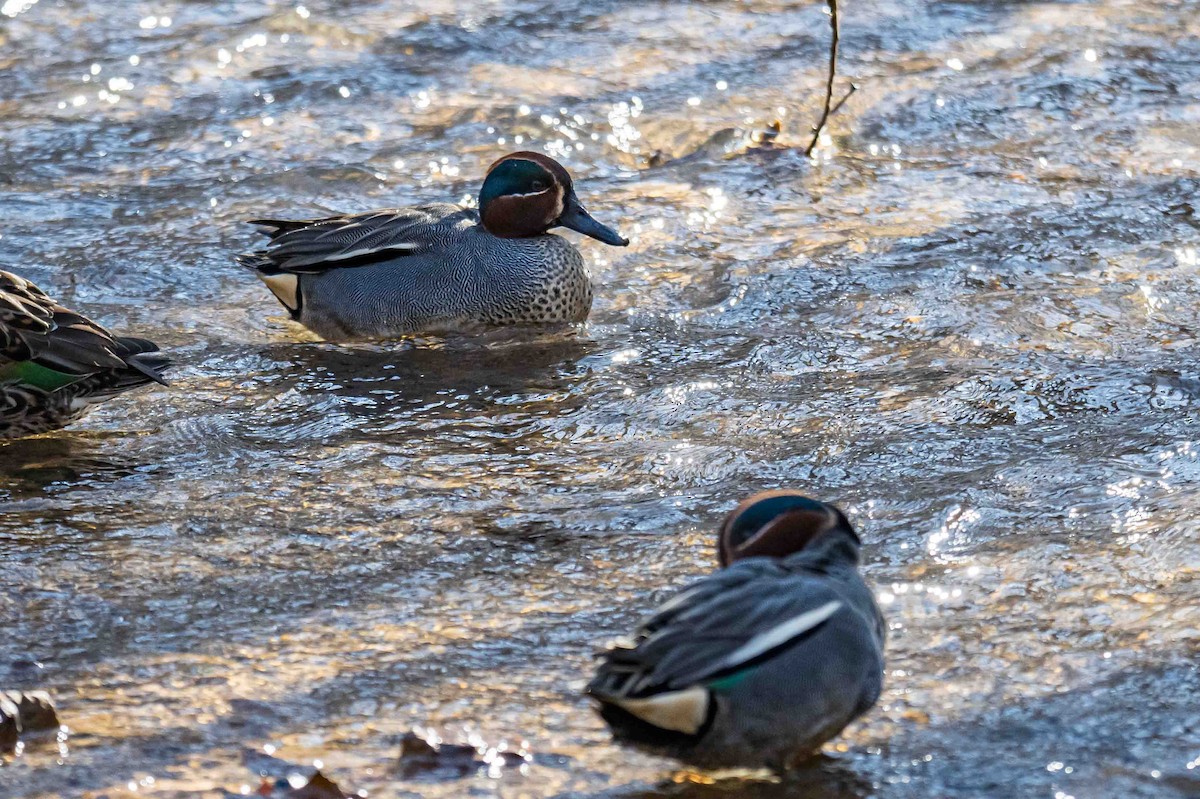 Green-winged Teal (Eurasian) - ML632896001