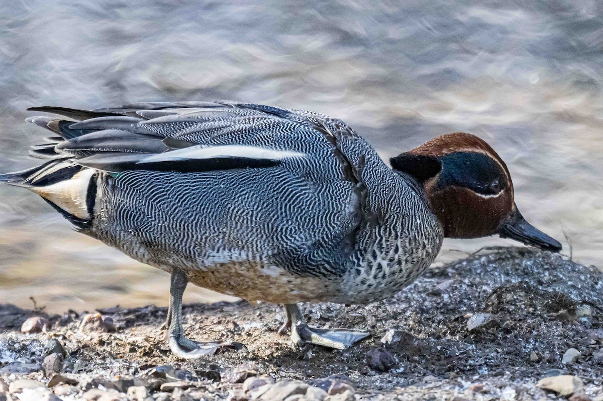 Green-winged Teal (Eurasian) - ML632896002