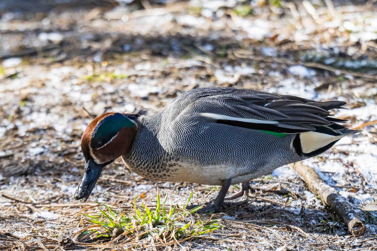 Green-winged Teal (Eurasian) - ML632896003