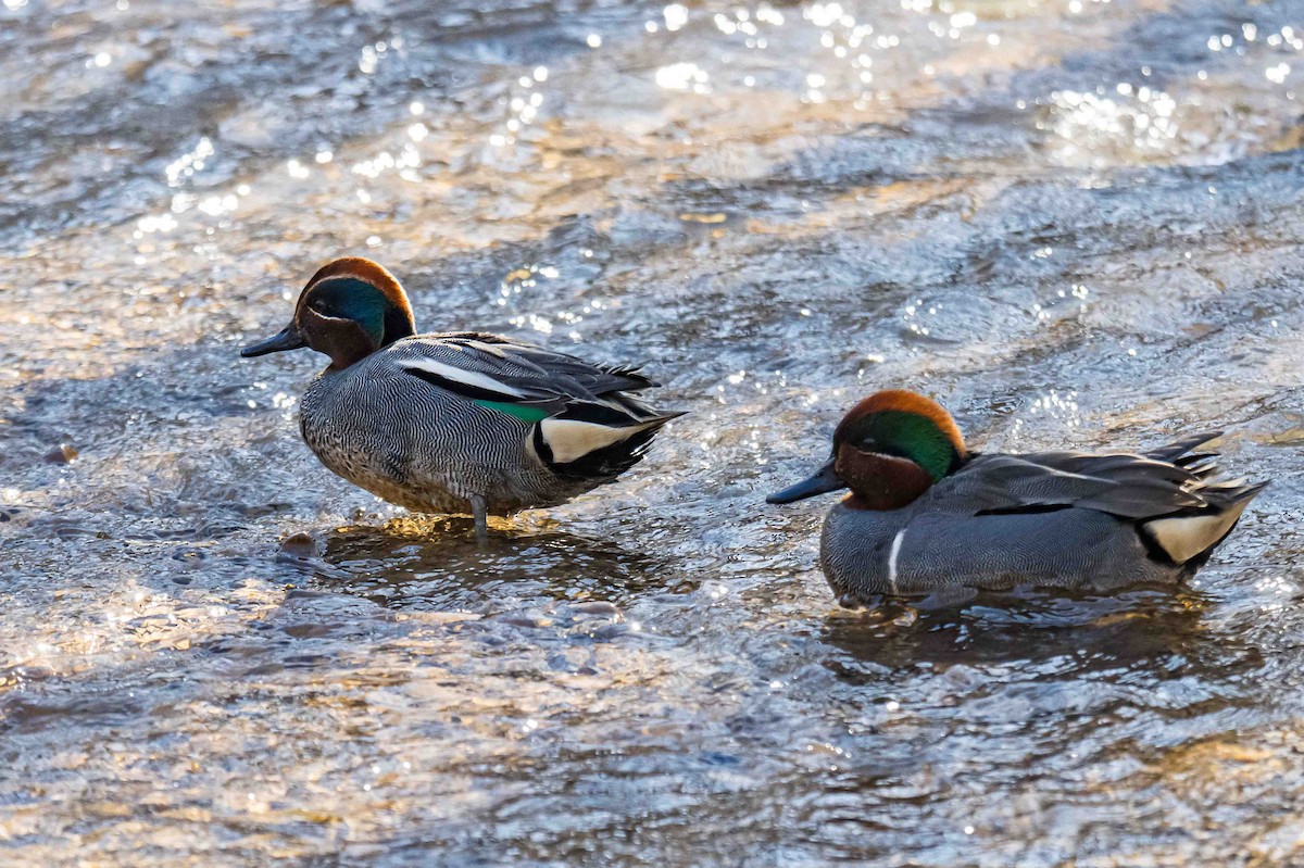 Green-winged Teal (Eurasian) - ML632896004