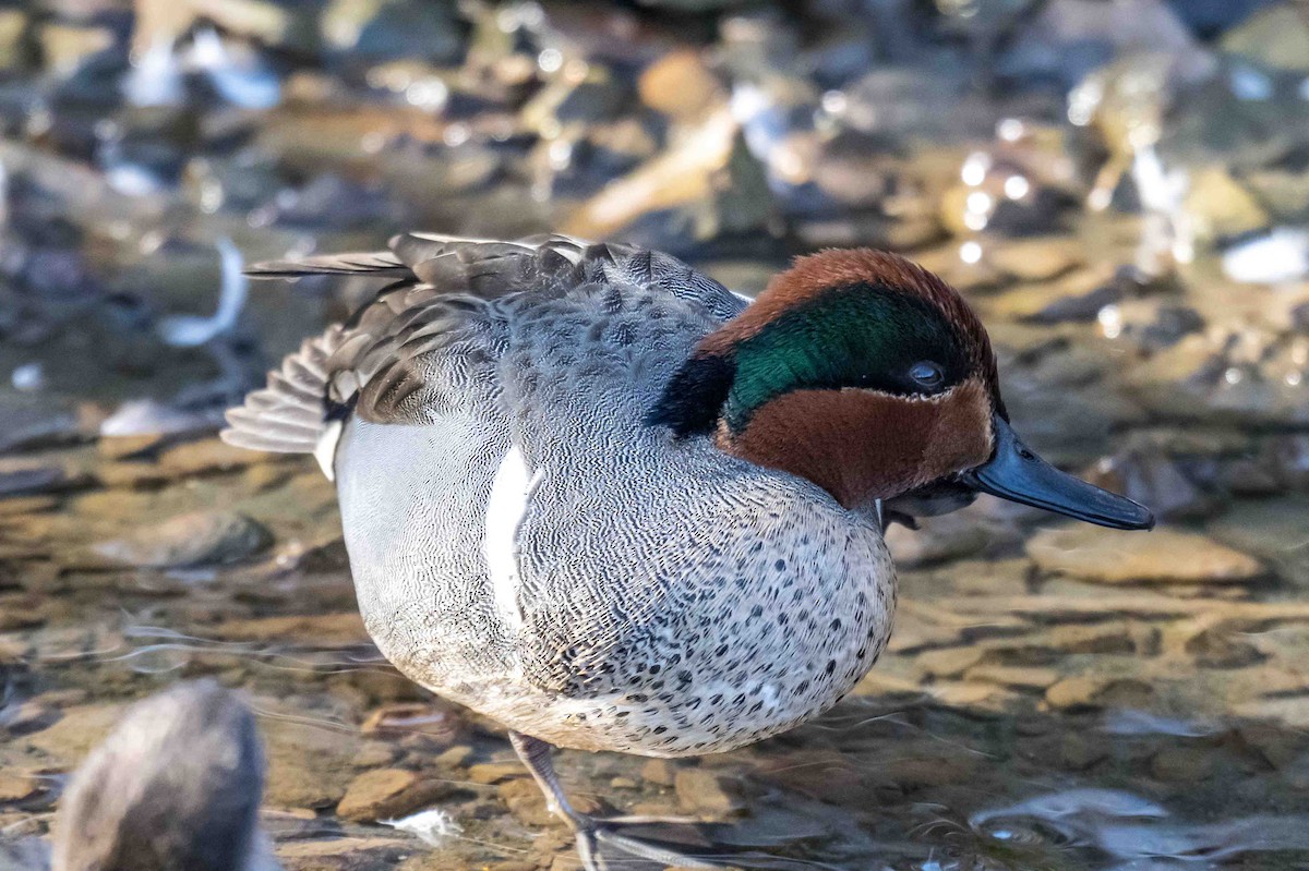Green-winged Teal - ML632896034