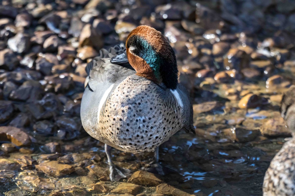 Green-winged Teal - ML632896035