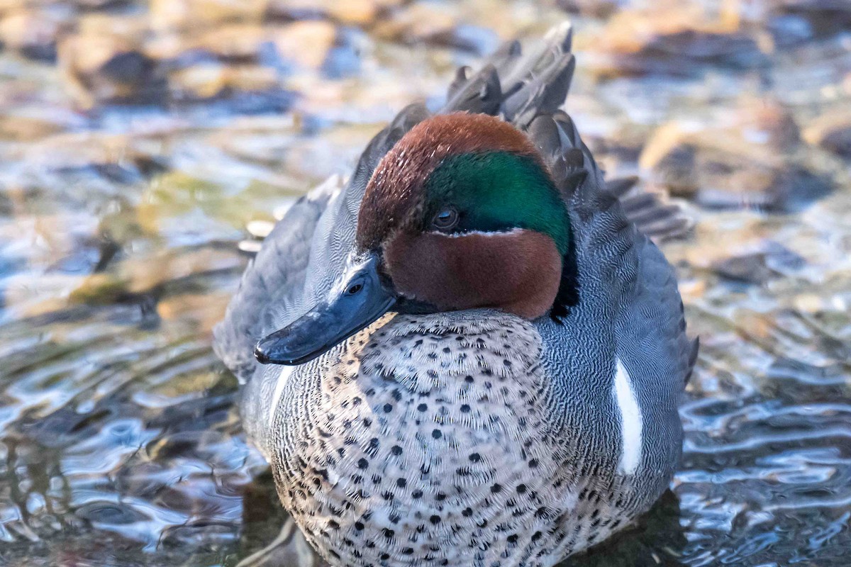 Green-winged Teal - ML632896036