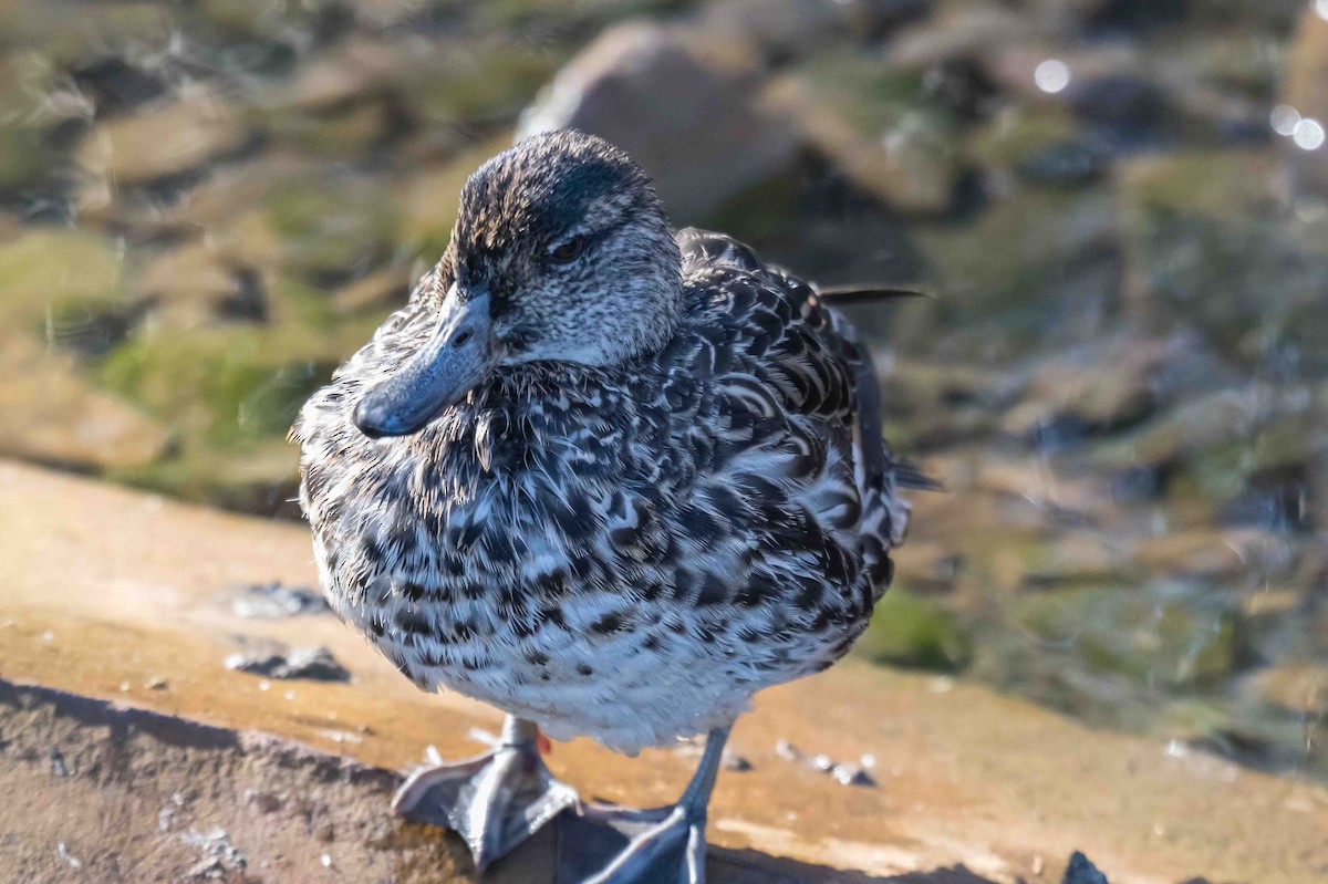 Green-winged Teal - ML632896037
