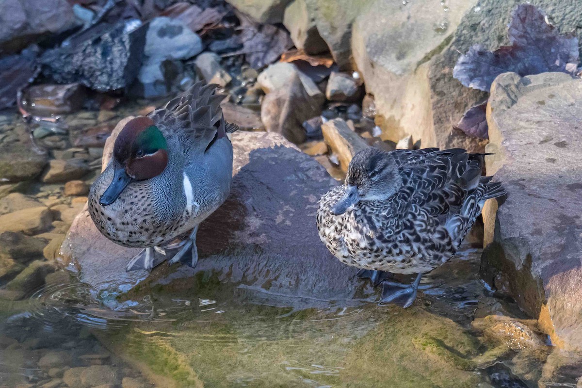 Green-winged Teal - ML632896038