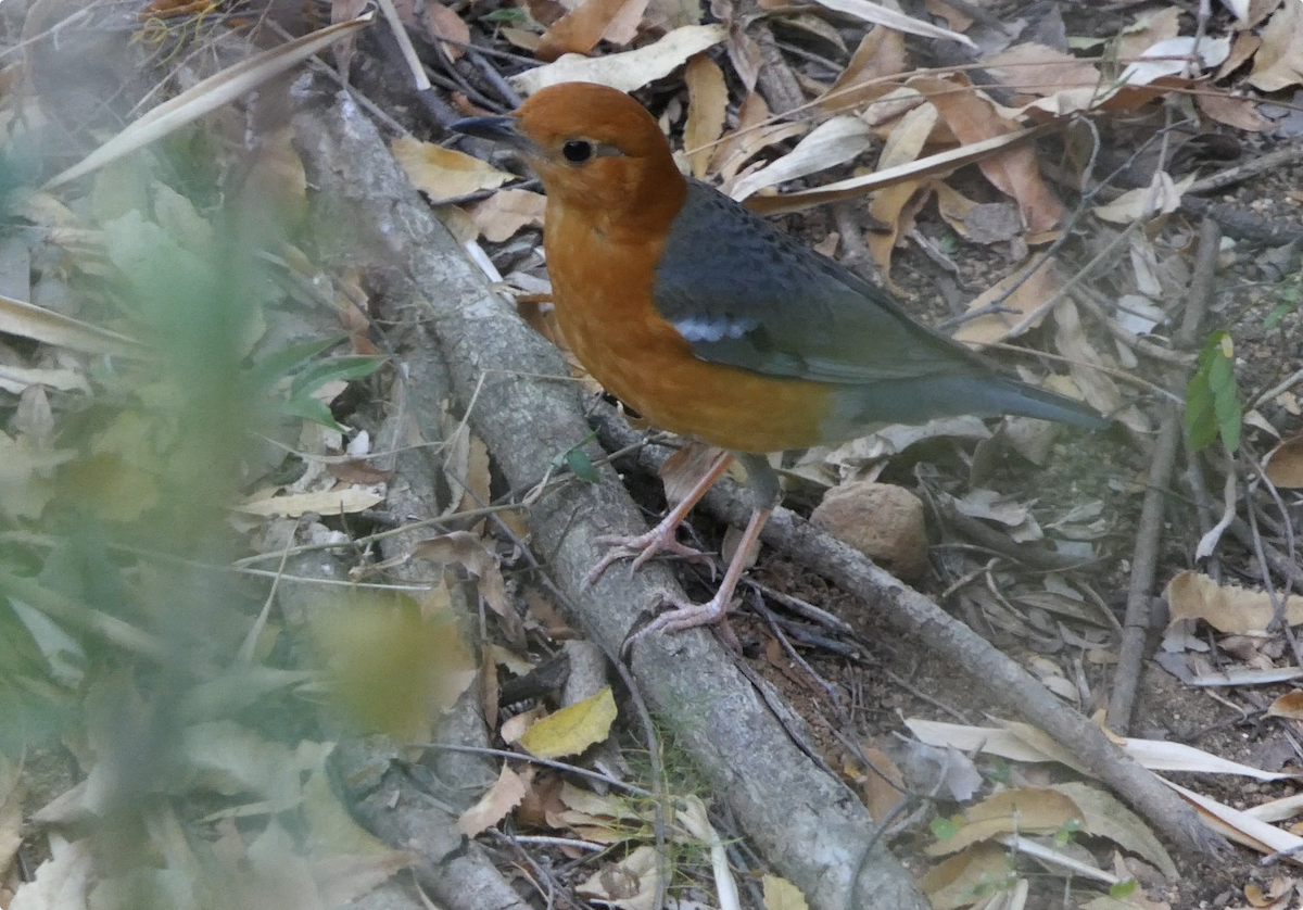 Orange-headed Thrush - ML632896042