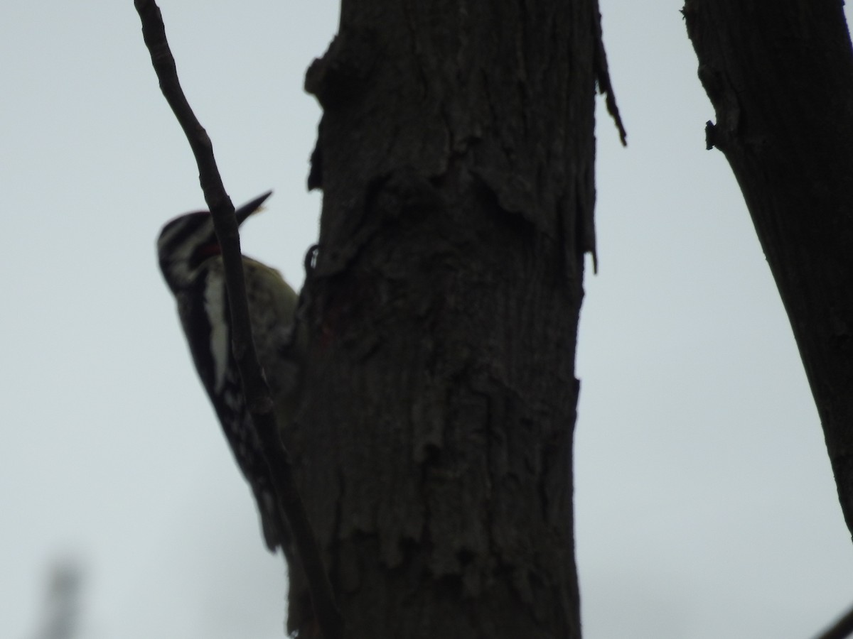 Yellow-bellied Sapsucker - ML632896422