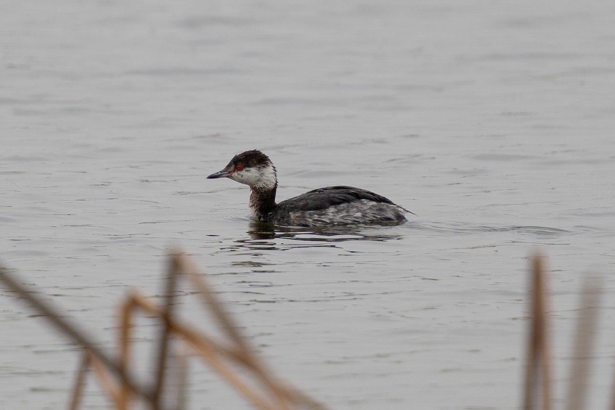 Horned Grebe - ML632896424