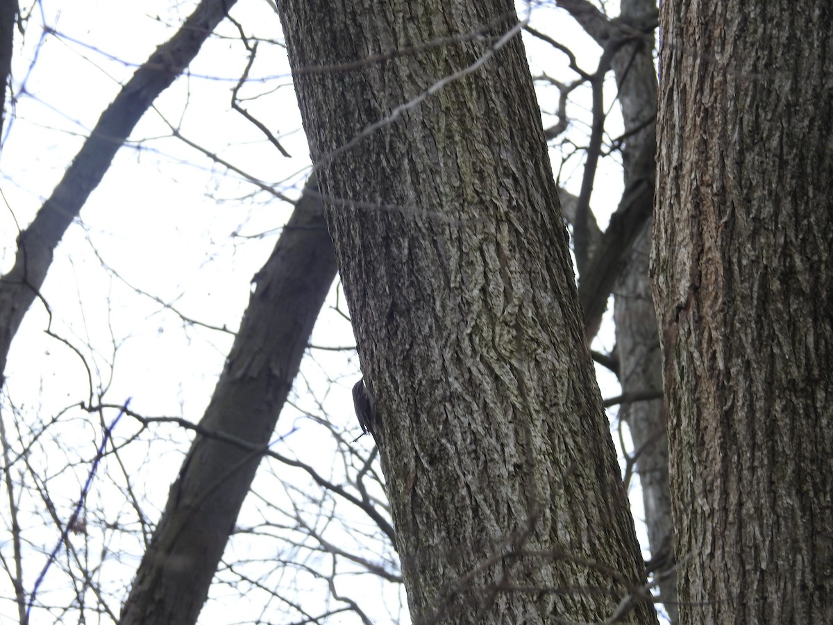 Brown Creeper - ML632896445
