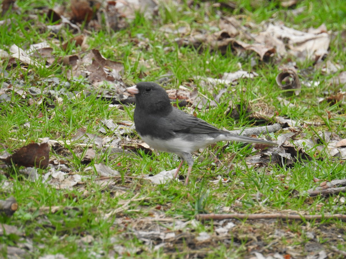 Dark-eyed Junco - ML632896453