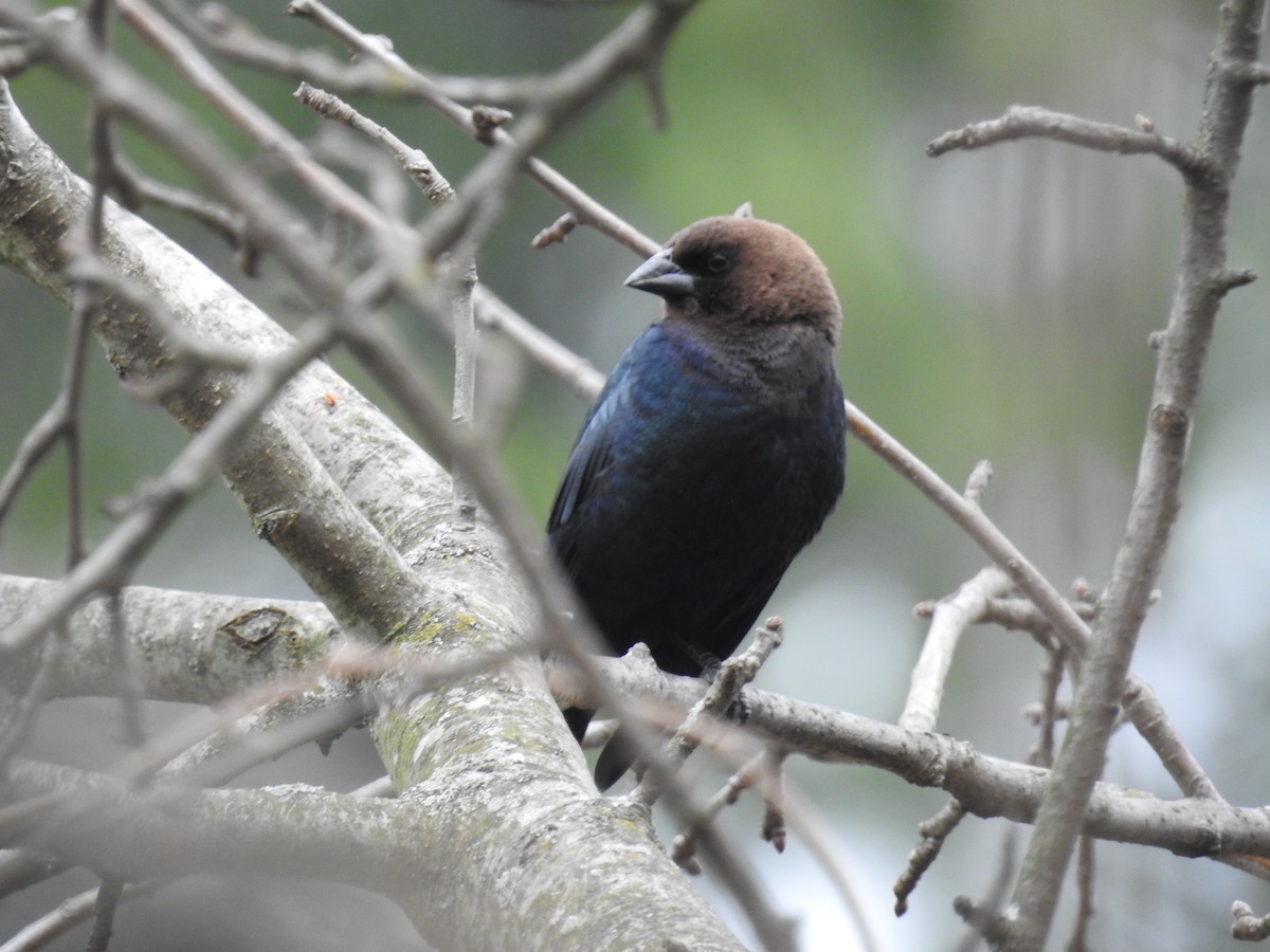 Brown-headed Cowbird - ML632896466