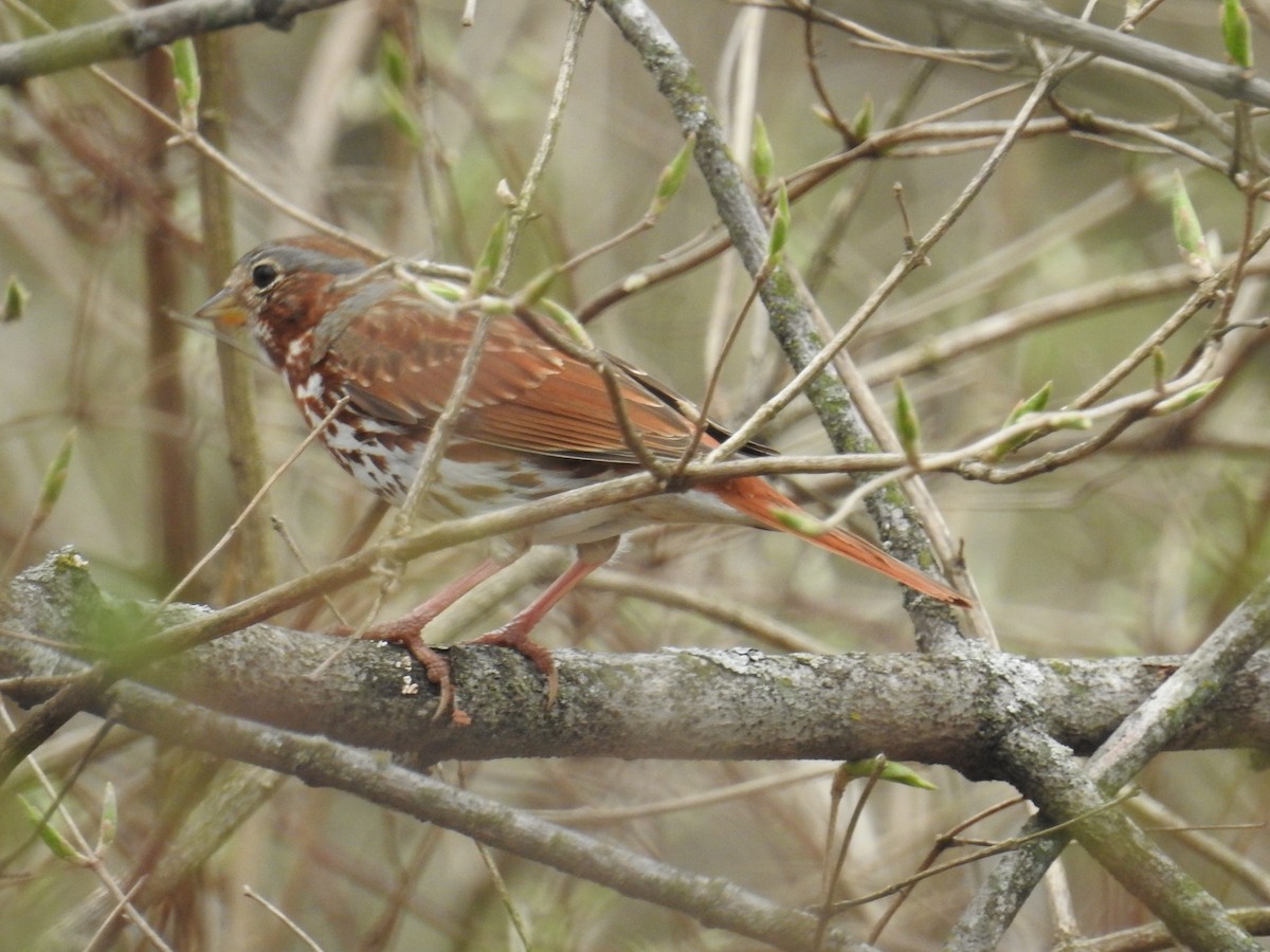 Fox Sparrow - ML632896484