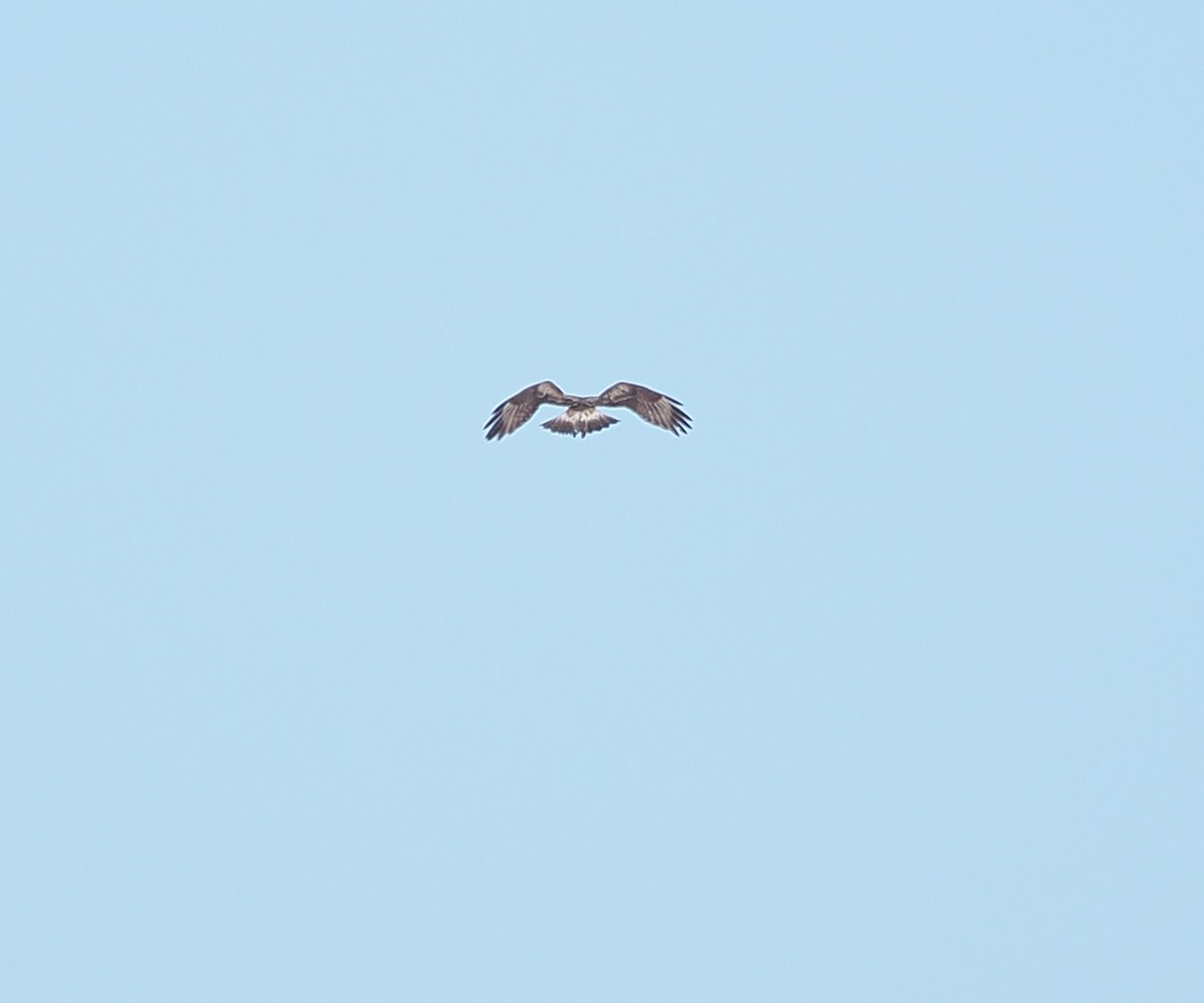 Зимняк - ML632896511