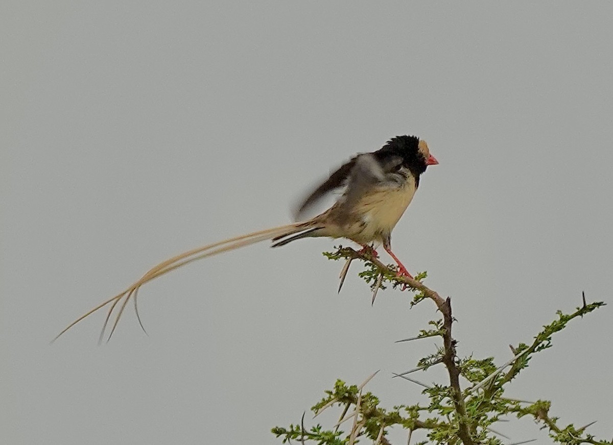 Straw-tailed Whydah - ML632896538